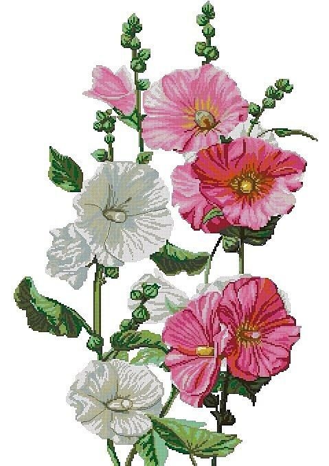 Цветочки Мальва