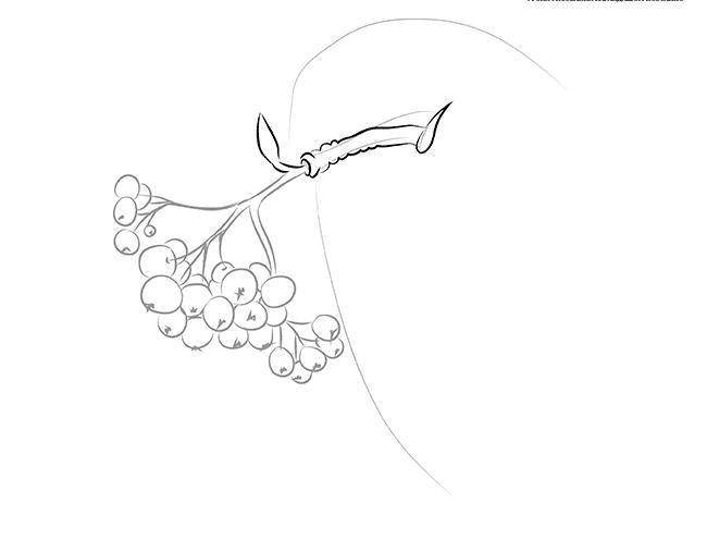 Зимняя ветка рябины раскраска