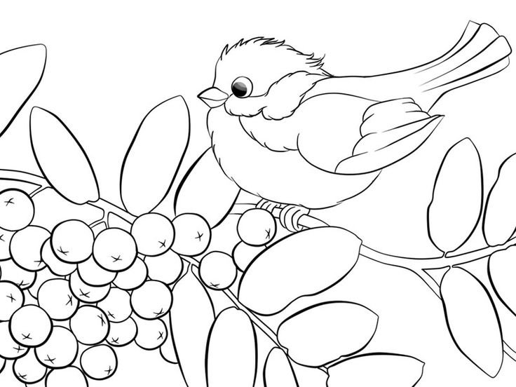 Синичка раскраска для детей