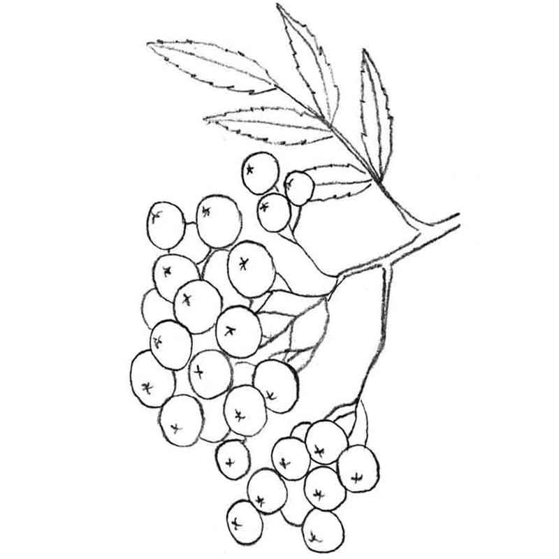 Ветка рябины