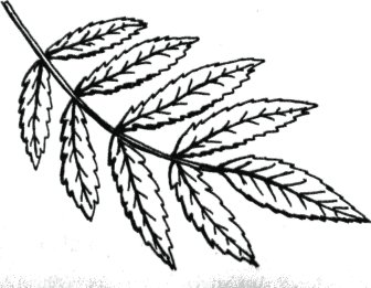 Лист рябины раскраска