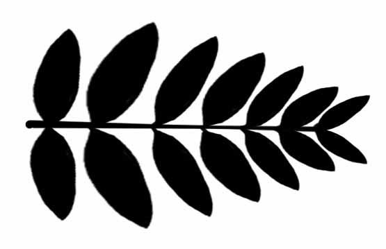 Лист рябины