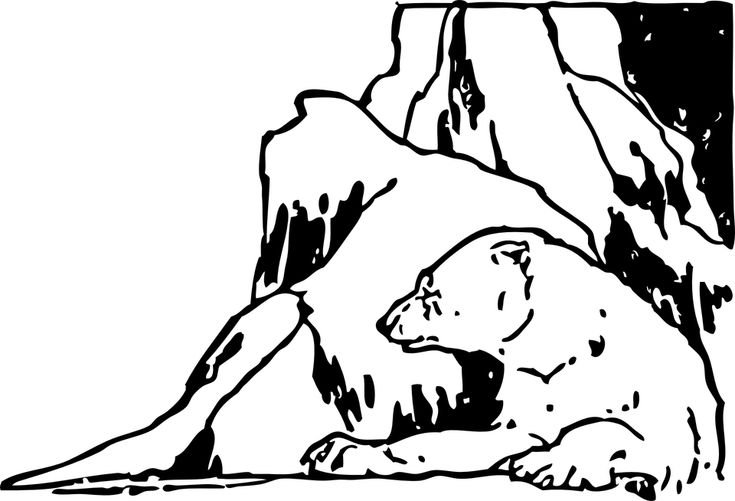 Медведь черно белый