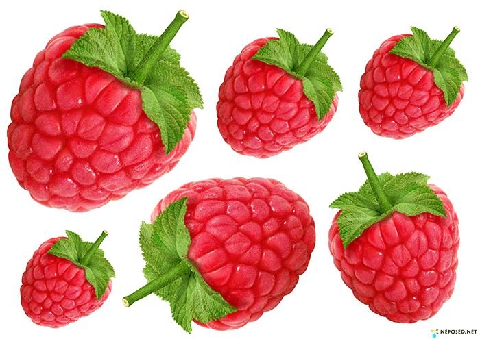 Малина для дошкольников