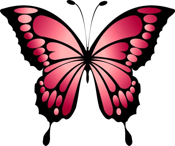 Разноцветные бабочки