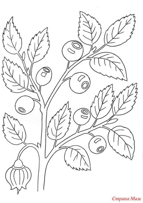 Раскраска ягоды черника