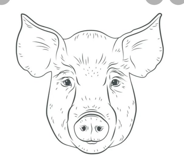 Морда свиньи рисунок