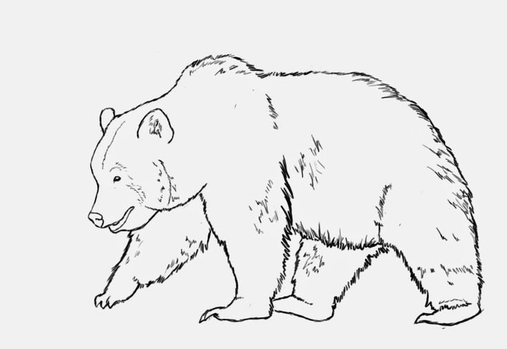 Медведь вид сбоку контур