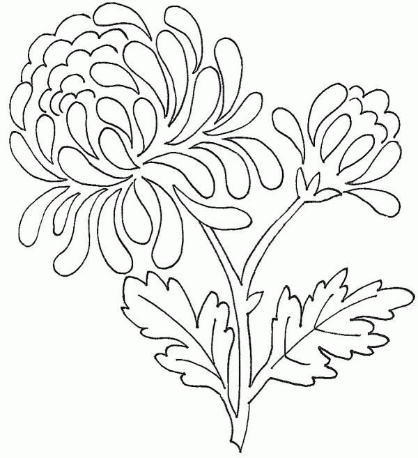 Хризантема Астра бархатцы чб