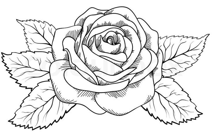 Рисунки цветов для срисовки