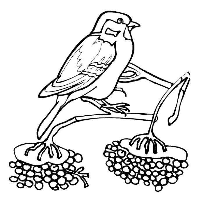 Птицы раскраска для детей