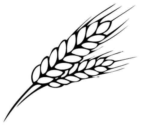 Колосок пшеницы рисунок