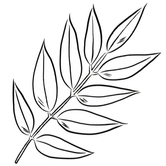 Лист рябины раскраска