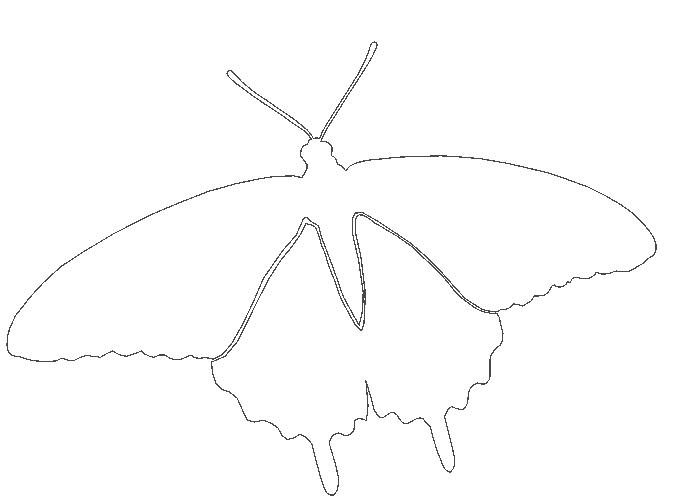 Контур крыльев насекомого