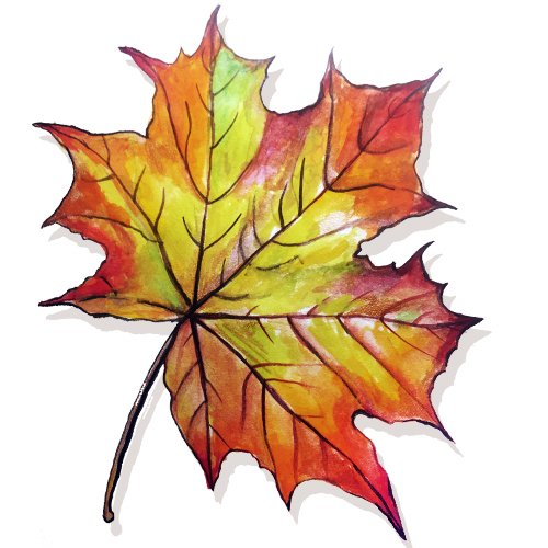 Листья рисунок