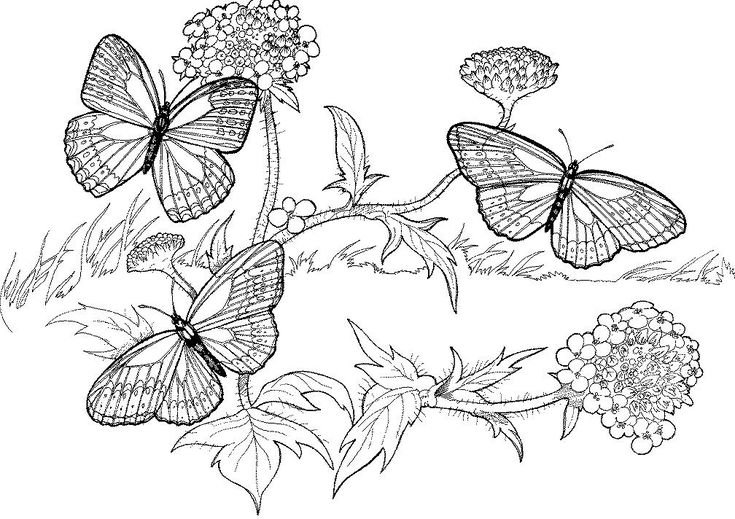 Раскраска "бабочки"