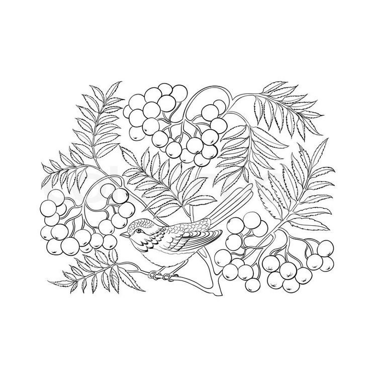 Рябина раскраска