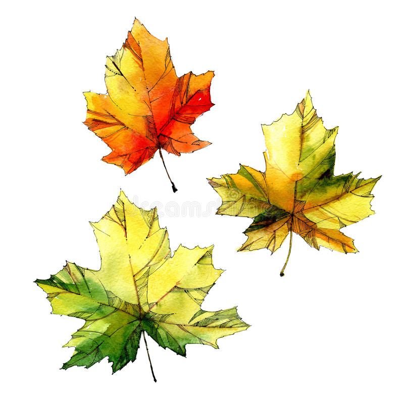 Осенние листья акварель
