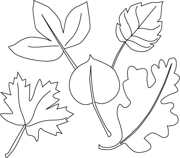 Листья деревьев раскраска
