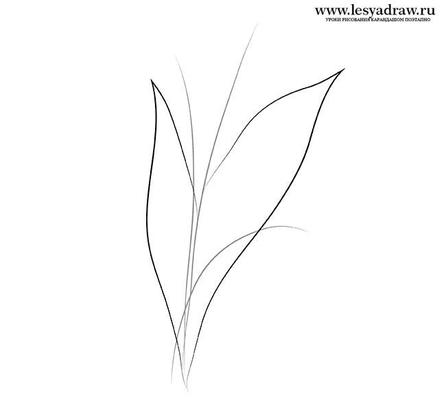 Ландыш рисунок