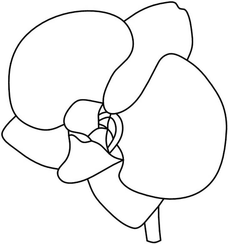 Трафарет орхидеи