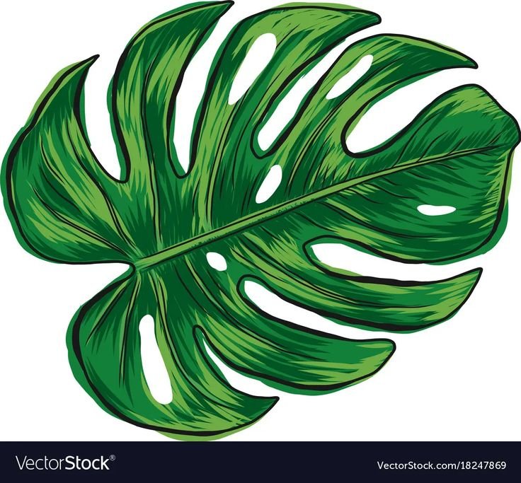 Монстера деликатесная (Monstera deliciosa)