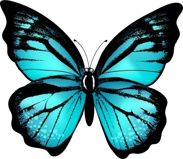 Бабочка рисунок