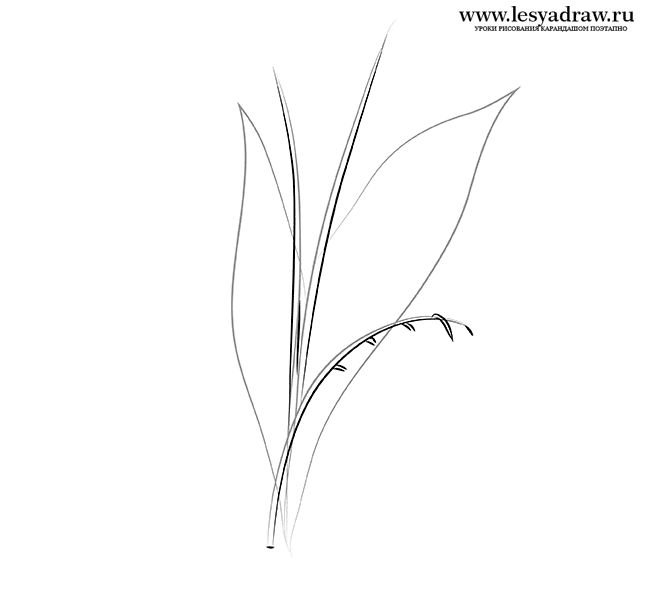 Ландыш рисунок