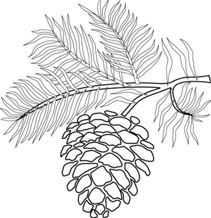 шишка на ветке