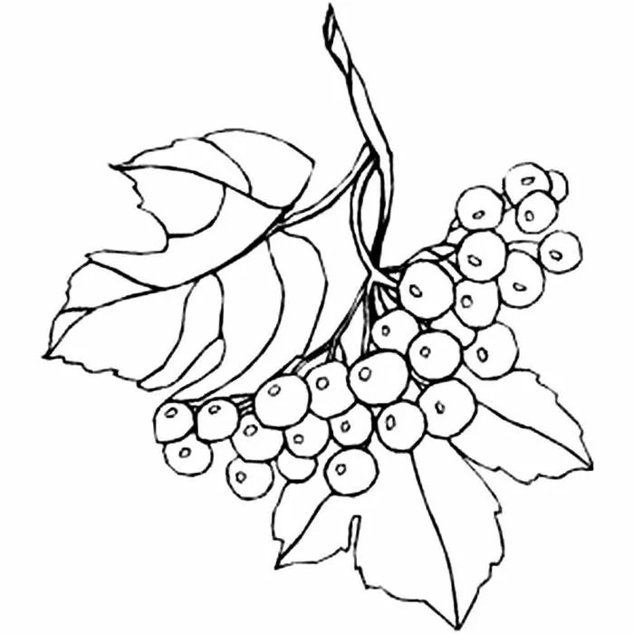 Раскраска ягоды смородина