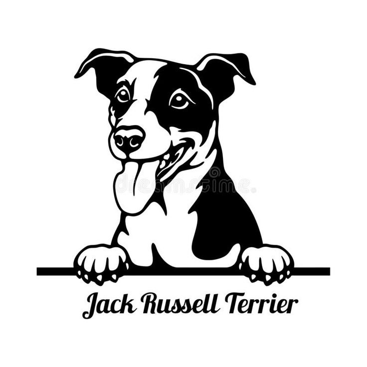 Джек Рассел рисунок