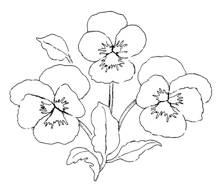 Анютины глазки