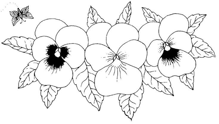 Анютины глазки раскраска