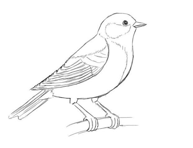 Синица раскраска для детей