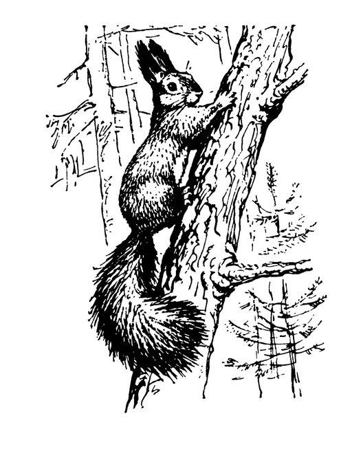 Белка черно белая