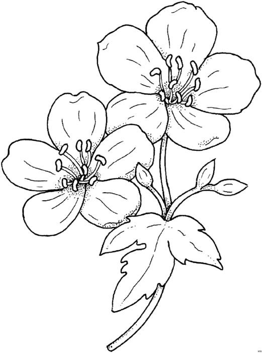 Цветы для выжигания