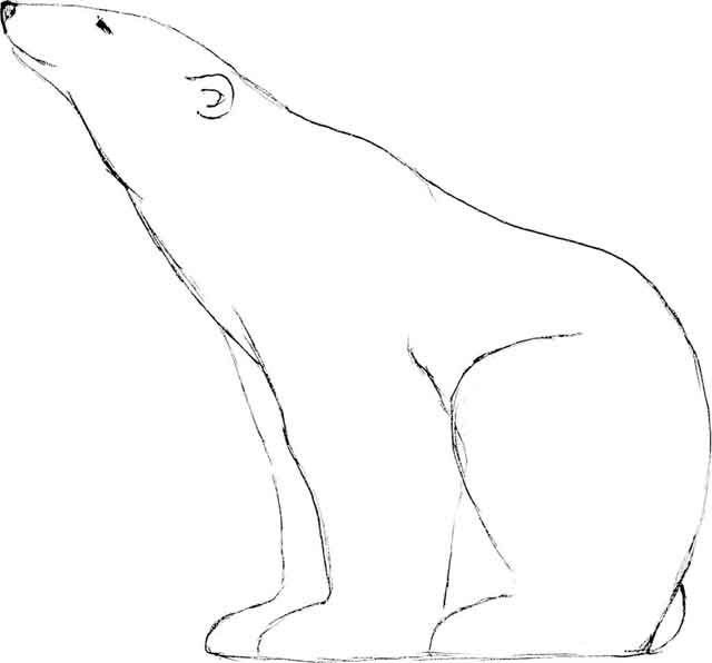 Белый медведь раскраска для детей