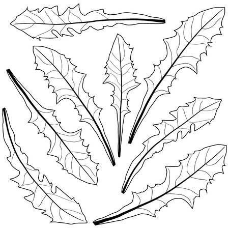 Контур листа одуванчика