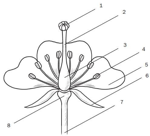 Чашелистики пестик тычинки венчик