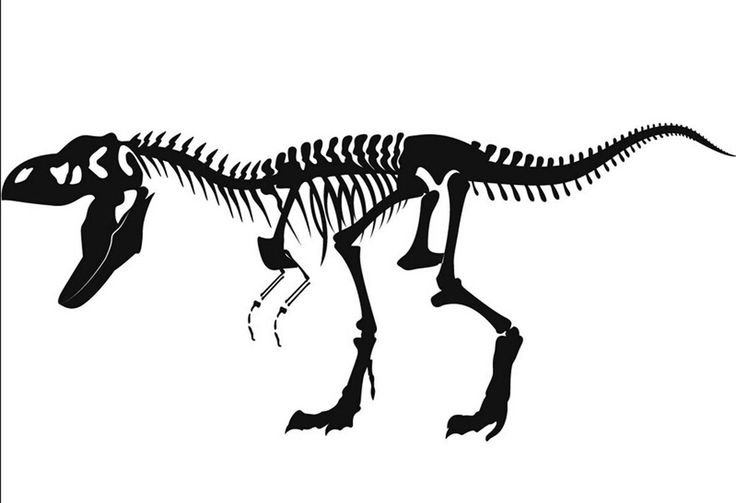 Скелет динозавра