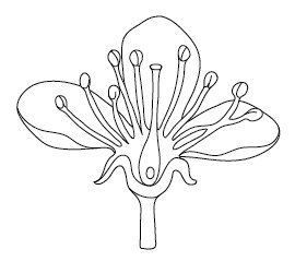 Схема строения цветка