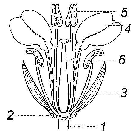 Строение цветка вишни биология 6 класс