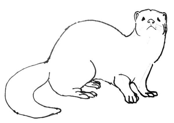 Кавказская европейская норка