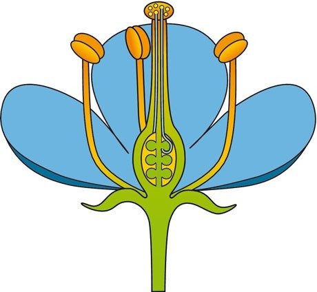 Строение обоеполого цветка