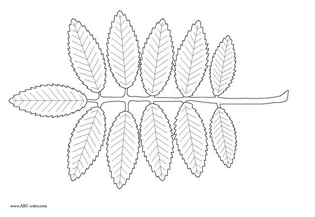 Лист рябины рисунок