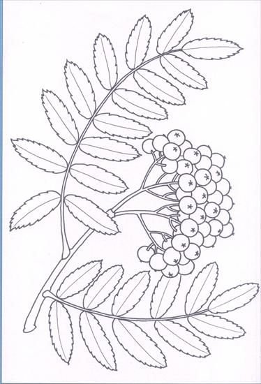 Рябина раскраска