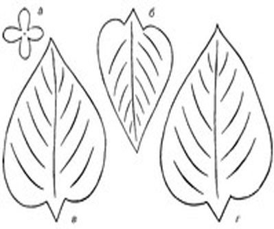 Шаблон листьев сирени