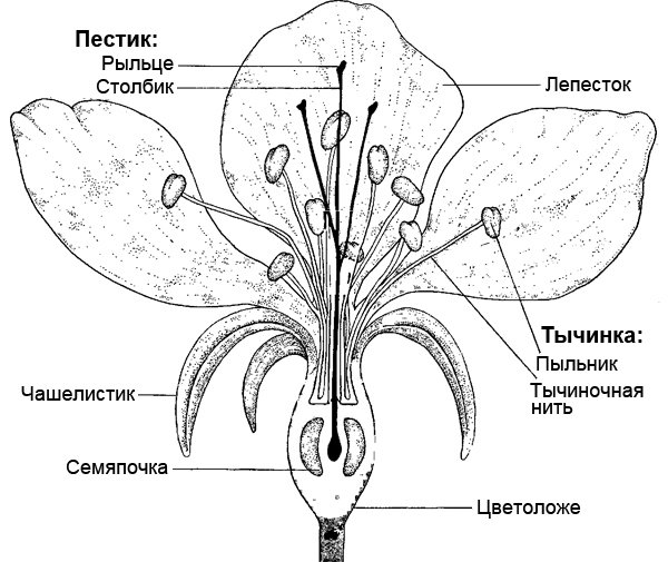 Строение цветка биология пестик