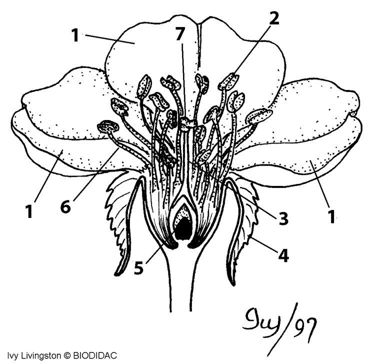 Строение пестиков лютиковых
