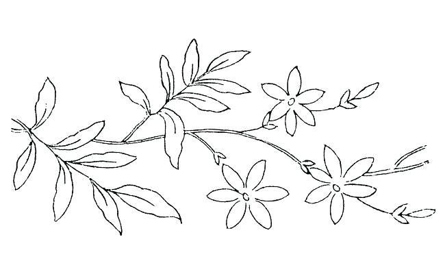 Раскраска ветка с цветами